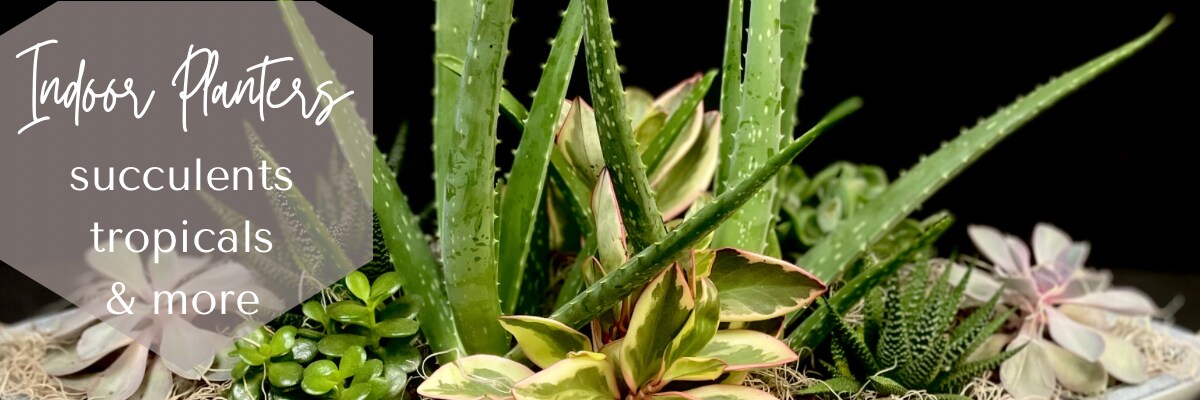 planterbanner